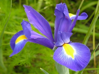 05 - Iris